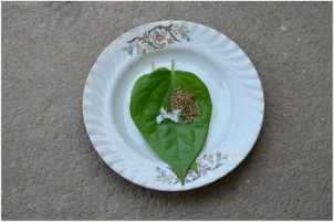 betel nut leaf uses